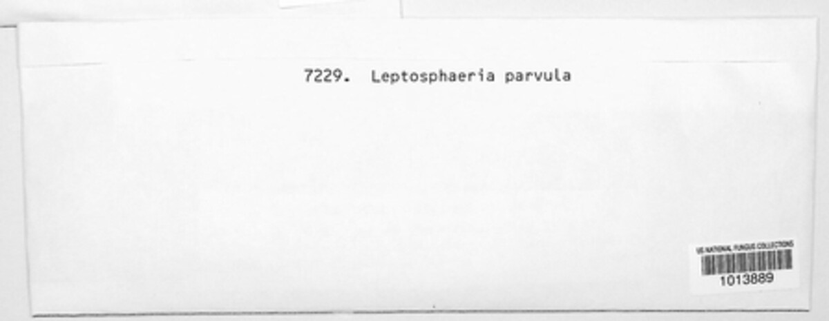 Phaeosphaeria parvula image